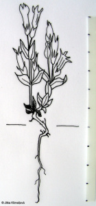 Gentianella amarella subsp. amarella – hořeček nahořklý pravý