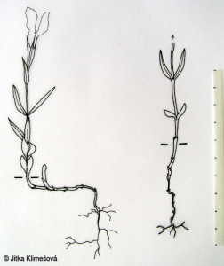 Gentianopsis ciliata – hořec brvitý, hořeček brvitý