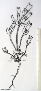 Gentianella germanica – hořeček německý