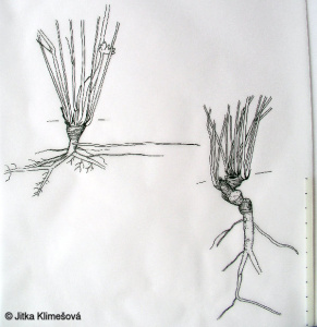 Geranium pyrenaicum – kakost pyrenejský