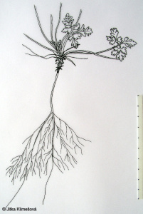Geranium robertianum – kakost smrdutý