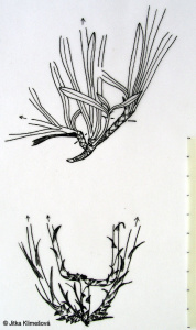 Gnaphalium sylvaticum – protěž lesní