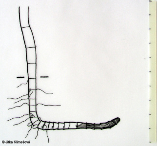 Gratiola officinalis – konitrud lékařský