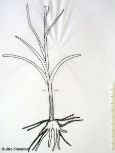 Gymnadenia odoratissima – pětiprstka vonná