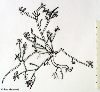 Helianthemum nummularium subsp. nummularium – devaterník penízkovitý pravý
