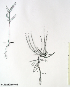 Helianthemum grandiflorum – devaterník velkokvětý