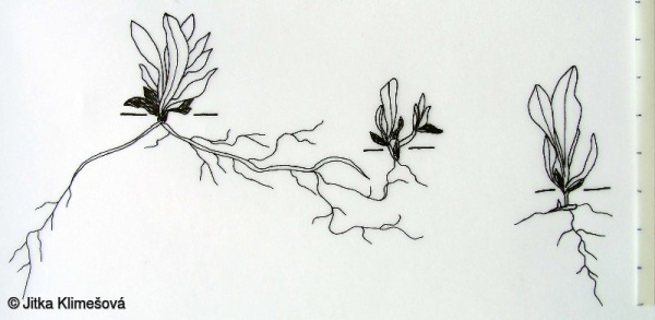 Helichrysum arenarium – smil písečný