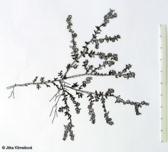 Herniaria glabra – průtržník lysý