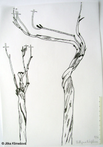 Lathyrus sylvestris agg. – okruh hrachoru lesního