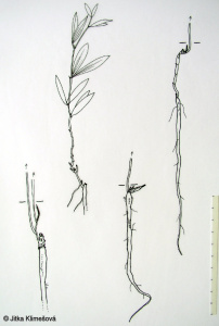 Lathyrus latifolius – hrachor širolistý