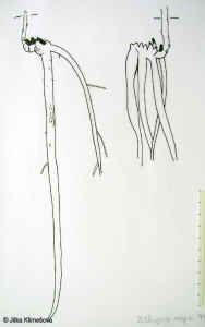 Lathyrus niger – hrachor černý