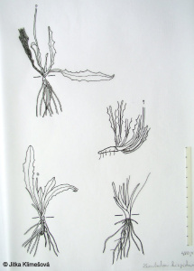 Leontodon hispidus – máchelka srstnatá