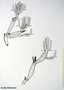 Leucanthemum vulgare – kopretina bílá