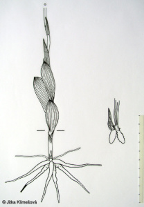 Pseudorchis albida – běloprstka bělavá