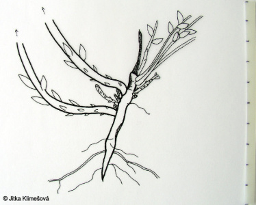 Linaria genistifolia – lnice kručinkolistá