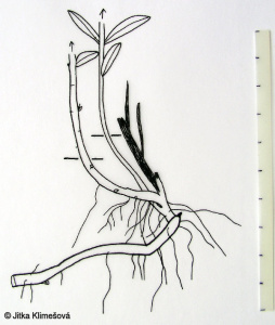 Lythrum virgatum – kyprej prutnatý