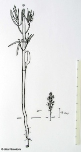 Melampyrum barbatum subsp. barbatum – černýš bradatý pravý