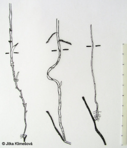 Myosotis palustris – pomněnka bahenní