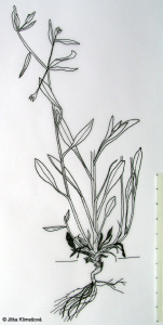 Myosotis sparsiflora – pomněnka řídkokvětá