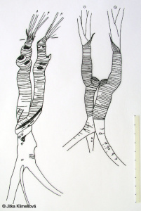 Peucedanum cervaria – smldník jelení