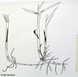 Phalaris arundinacea – chrastice rákosovitá