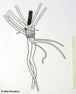 Picris hieracioides – hořčík jestřábníkovitý
