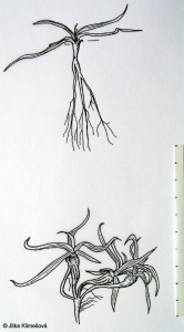Plantago atrata subsp. sudetica – jitrocel černavý sudetský