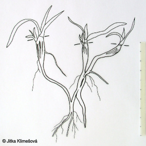 Plantago atrata subsp. sudetica – jitrocel černavý sudetský