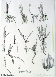 Plantago lanceolata – jitrocel kopinatý