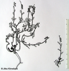 Polygala amara subsp. brachyptera – vítod hořký krátkokřídlý