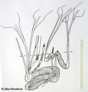 Bistorta officinalis – rdesno hadí kořen