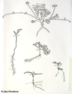 Potentilla anserina subsp. anserina – mochna husí pravá