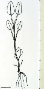 Prunella grandiflora – černohlávek velkokvětý