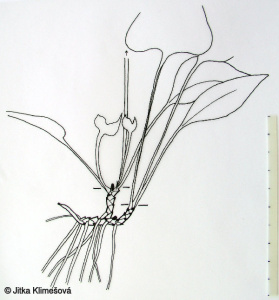 Pulmonaria officinalis agg. – okruh plicníku lékařského