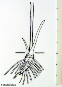Ranunculus acris – pryskyřník prudký