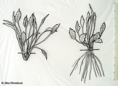 Ranunculus flammula – pryskyřník plamének