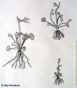 Ranunculus sceleratus – pryskyřník lítý
