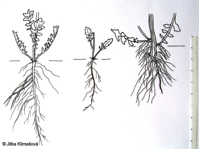 Rorippa palustris – rukev bažinná