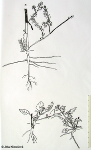 Rorippa palustris – rukev bažinná