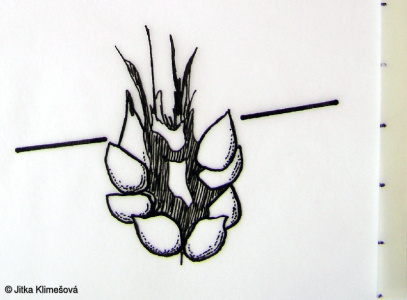 Saxifraga granulata subsp. granulata – lomikámen zrnatý pravý