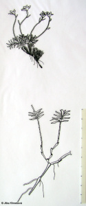 Saxifraga moschata – lomikámen pižmový
