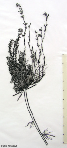 Saxifraga oppositifolia subsp. oppositifolia – lomikámen vstřícnolistý pravý