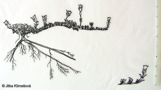 Saxifraga oppositifolia – lomikámen vstřícnolistý