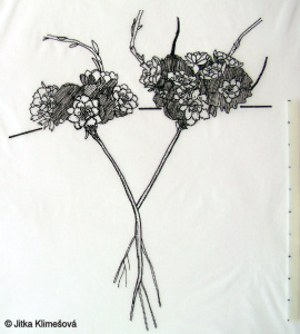 Saxifraga paniculata – lomikámen vždyživý