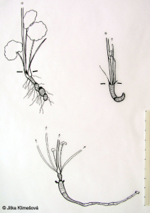 Saxifraga rotundifolia – lomikámen okrouhlolistý