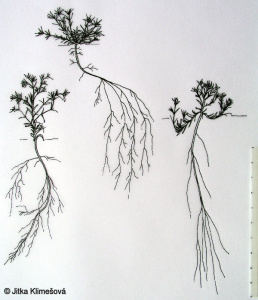 Scleranthus annuus – chmerek roční