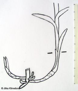 Senecio ovatus subsp. ovatus – starček Fuchsův pravý, starček vejčitý pravý