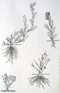 Senecio vulgaris subsp. vulgaris – starček obecný pravý