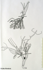 Stachys alpina subsp. alpina – čistec alpínský pravý