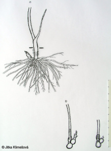 Thalictrum aquilegiifolium – žluťucha orlíčkolistá